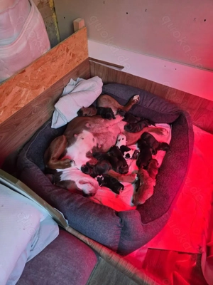 Old Englisch Bulldog Welpen Bild 1