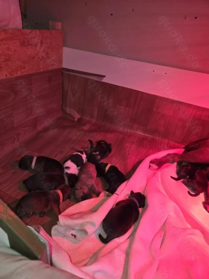 Old Englisch Bulldog Welpen Bild 3