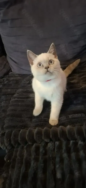 BKH Kitten ( Britisch Kurzhaar) Katze Daisy