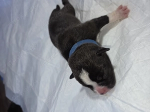 Old Englisch Bulldog Welpen Bild 10