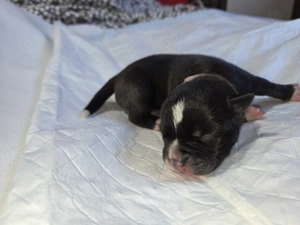 Old Englisch Bulldog Welpen Bild 7