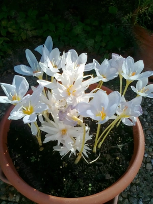 Suche ab Detember 2025 eine Garage in Speyer > "Kämmerer"-Gebiete