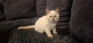 BKH Kitten ( Britisch Kurzhaar) Kater Hunter