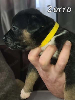   zauberhafte Oeb Mix Welpen  