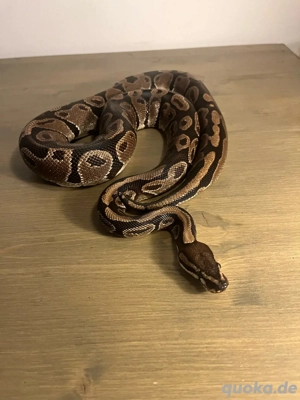 Königspython 1.0 100% het sunset 