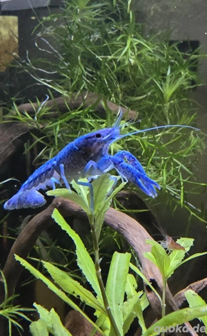 blaue Floridakrebse