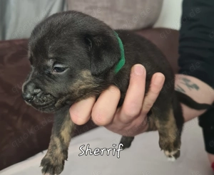   zauberhafte Oeb Mix Welpen  