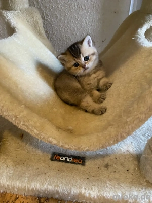  1 weibliches BKH Kitten zu Weihnachten
