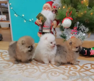 Pomeranian Zwergspitz Welpen