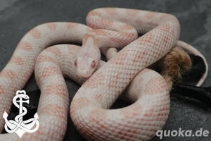 Kornnatter Männchen Peppermint 