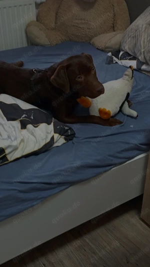 Reinrasieger Laprador abzugeben 