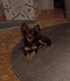 Deckrüde Chihuahua KEIN VERKAUF