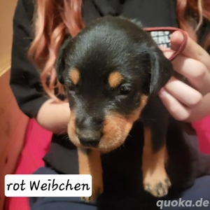 Rottweiler Dobermann Welpen 