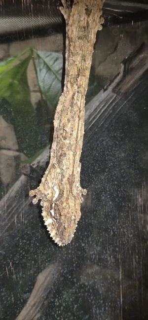 Kauf, ggf Tausch Uroplatus henkeli Nz '25