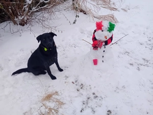 Black beauty , labrador Mix 4 Jahre 