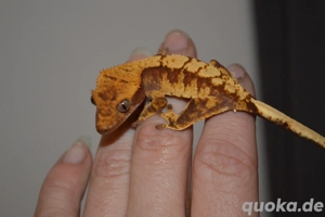 0.0.1 pet only Kronengecko