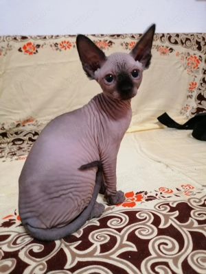 Canadian Spxynx Kitten mit Tasthaare