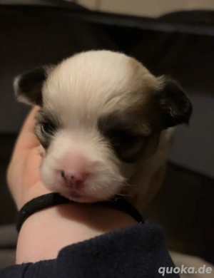 Fünf kleine Engel suchen ihr Traum zu Hause