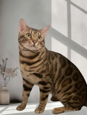 Wunderschöner Bengal-Kater