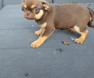 Mops Welpen Retro freiatmend, schoko, apricot...