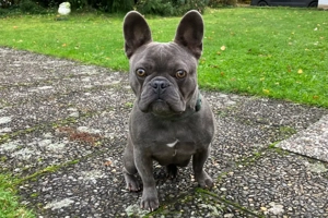 French Oskar - 3 Jahre - Französische Bulldogge mit Ahnentafel - Tierhilfe Franken e.V.