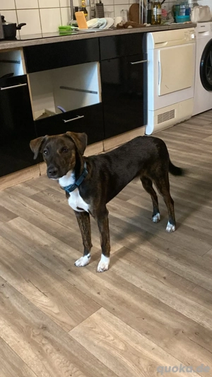 Hunde welpe sucht neues Zuhause 