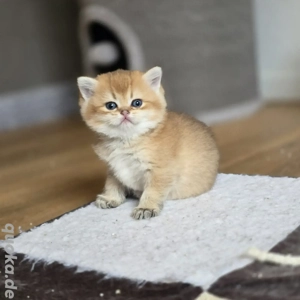 Bkh Kitten vom Züchter mit Stammbaum