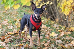 Klausi - 4 Jahre - Prager Rattler - Tierhilfe Franken e.V.