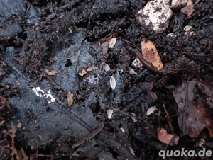 Weiße Asseln - Trichorhina tomentosa