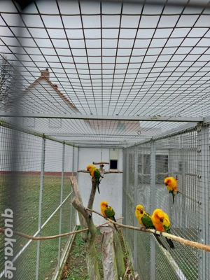 Sonnensittiche  Bild 3