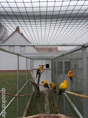 Sonnensittiche  Bild 4