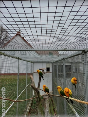 Sonnensittiche  Bild 2