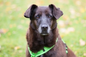 Sana - 7 Jahre - Mix - Tierhilfe Franken e.V.