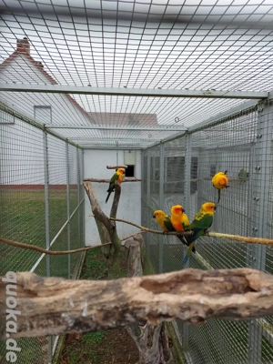 Sonnensittiche  Bild 5