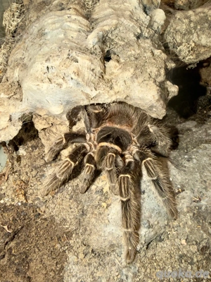 Vogelspinne, Terrarium Lasiodora parahybana