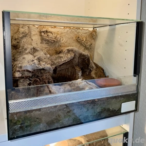 Vogelspinne, Terrarium Lasiodora parahybana