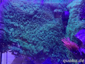 Meerwasser Koralle Röhrenkoralle