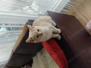 BKH Kitten 15 Wochen