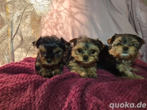 Mini Sx Yorkshire Terrier welpen 