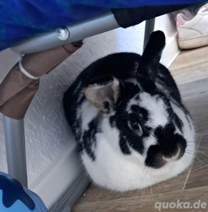 2 süße zahmen hasen 