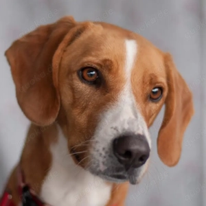 Bo, 2 Jahre - Mischling - Tierhilfe Franken e.V.