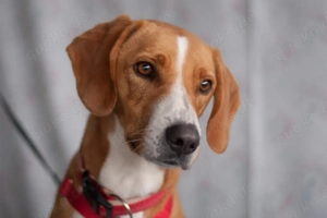 Bo - 2 Jahre - Mix - Tierhilfe Franken e.V.