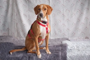 Bo, 2 Jahre - Mischling - Tierhilfe Franken e.V.