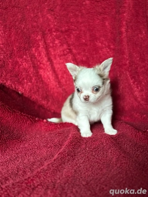 Reinrassiger Chihuahua Rüde