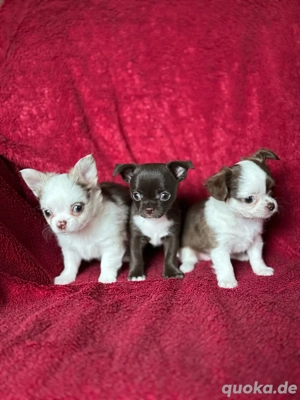Reinrassige Chihuahua Welpen