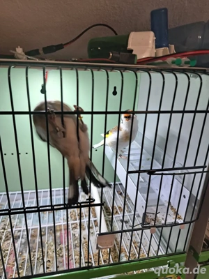 Stieglitz major sceke 