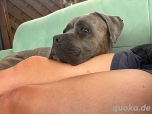 cane corso rüde