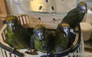 springsittich Handaufzucht 