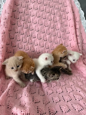 7 BKH Kitten ab Anfang Dezember suchen neues Zuhause 