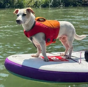 Manolo der Herzensgute weiße Dackel mit leichter Gehbehinderung Bild 10